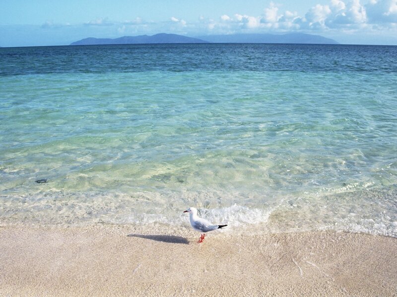 Seagull on a tropical beach