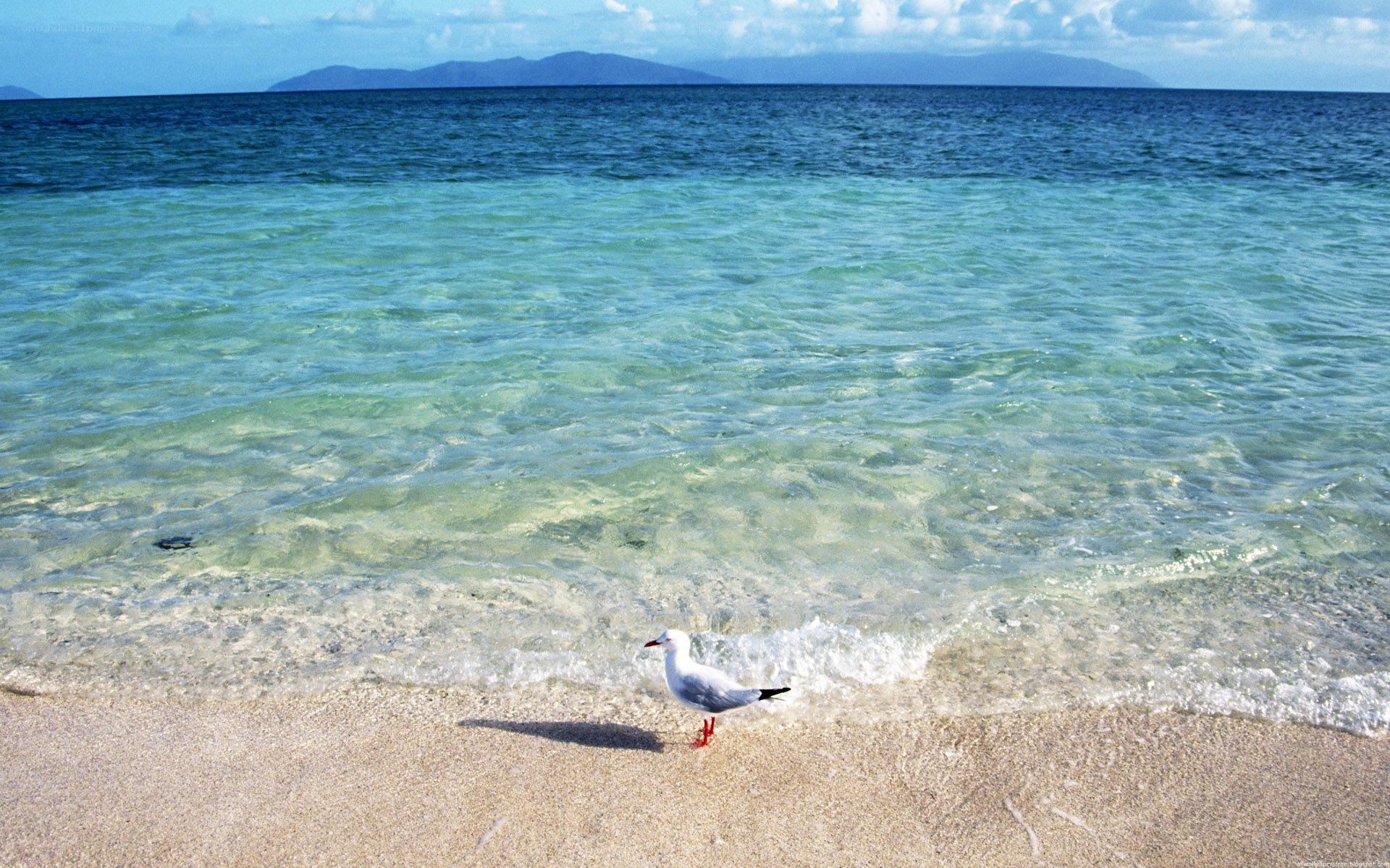 Seagull on a tropical beach