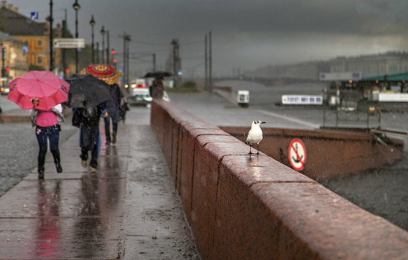 Seagull on a Wall — Gray