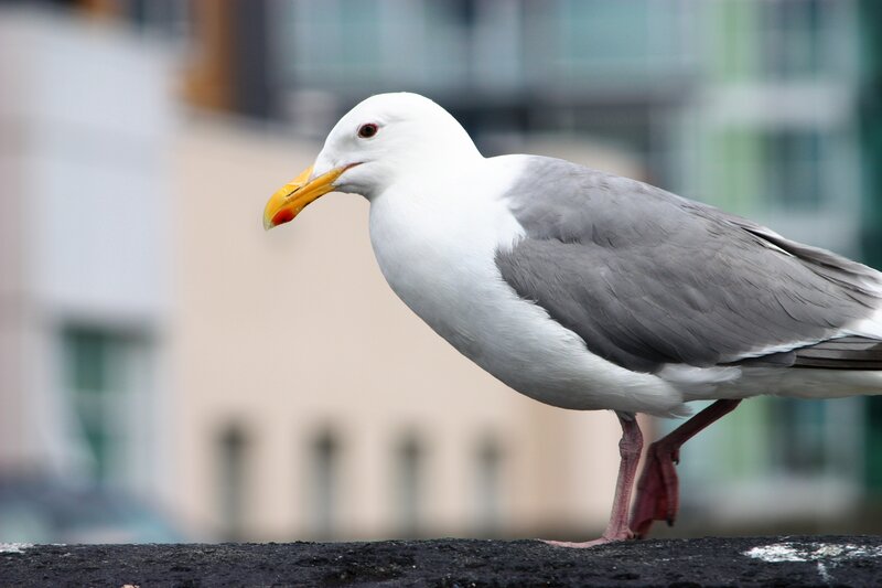 Seagull on a wall
