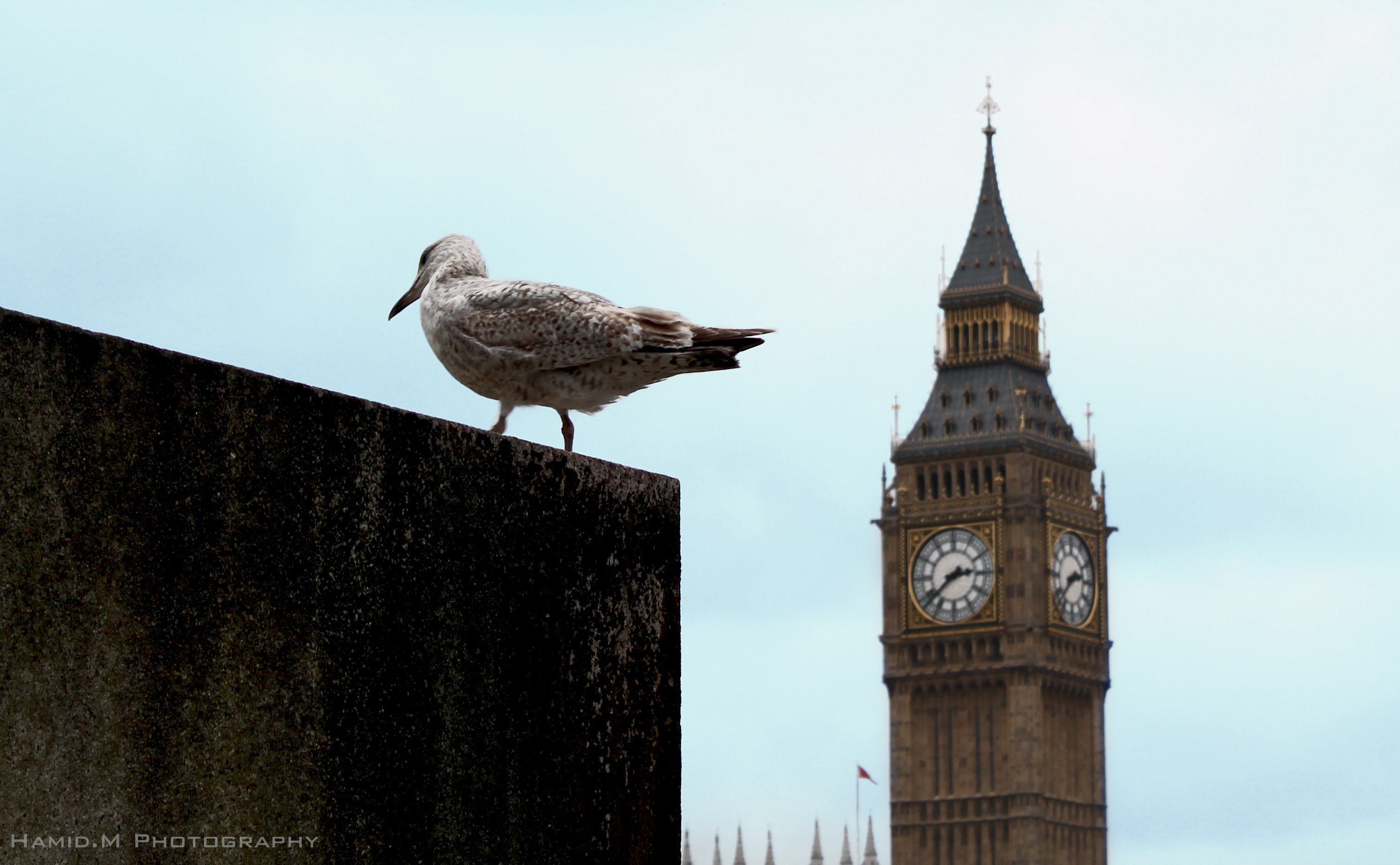 Seagull on a wall with Big Ben