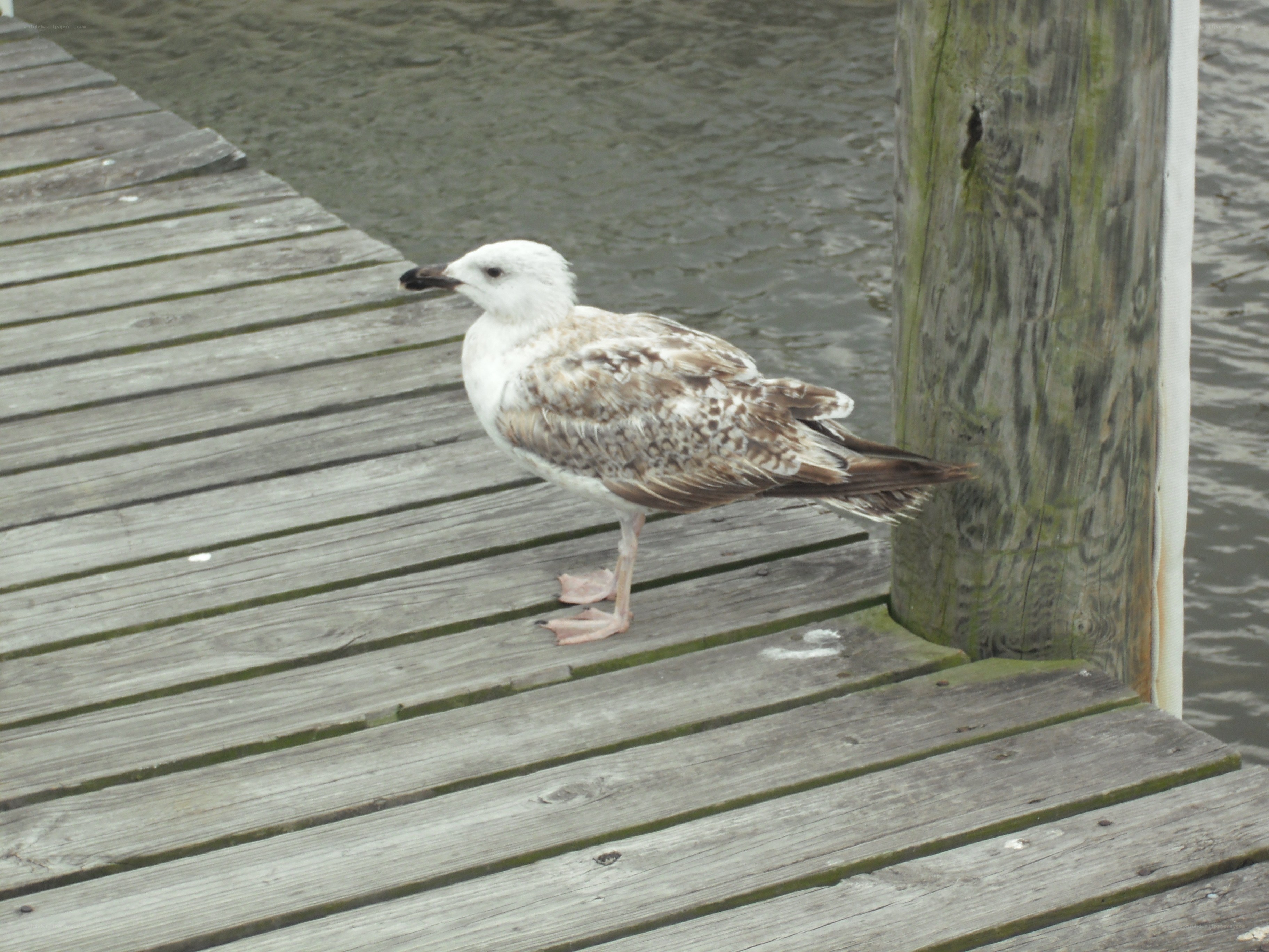 Seagull on a wooden dock
