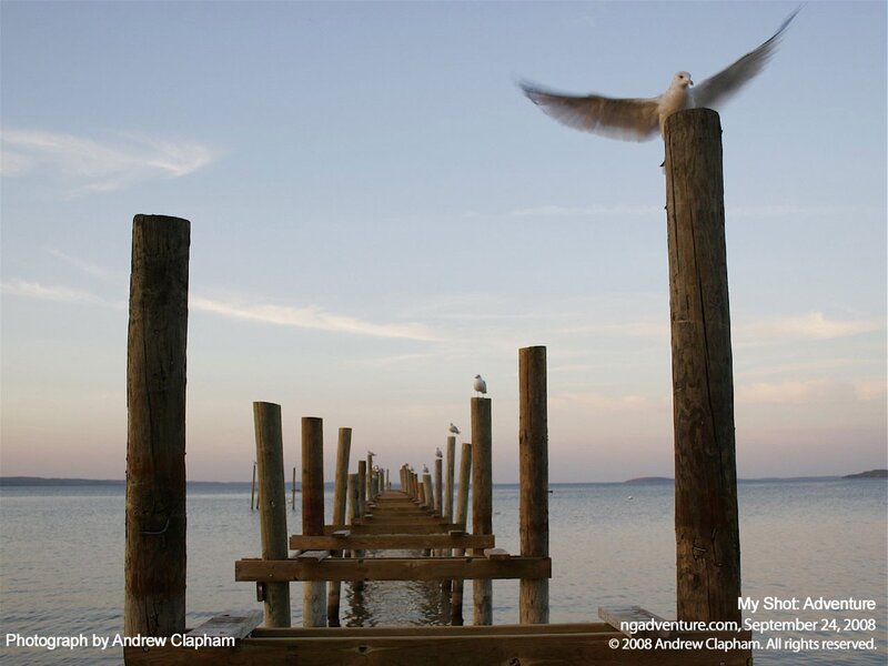 Seagull on a wooden pier