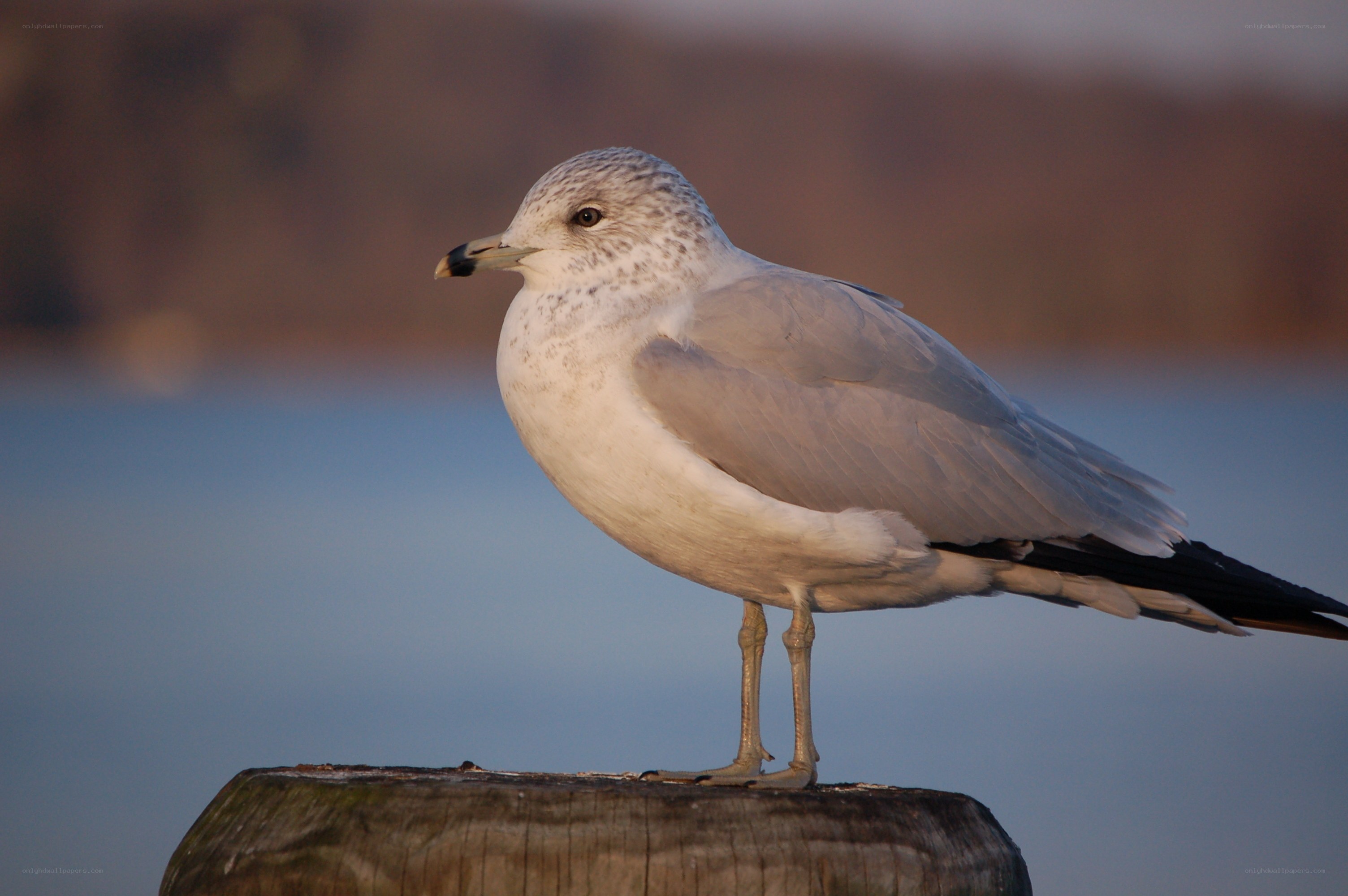 seagull on a wooden post