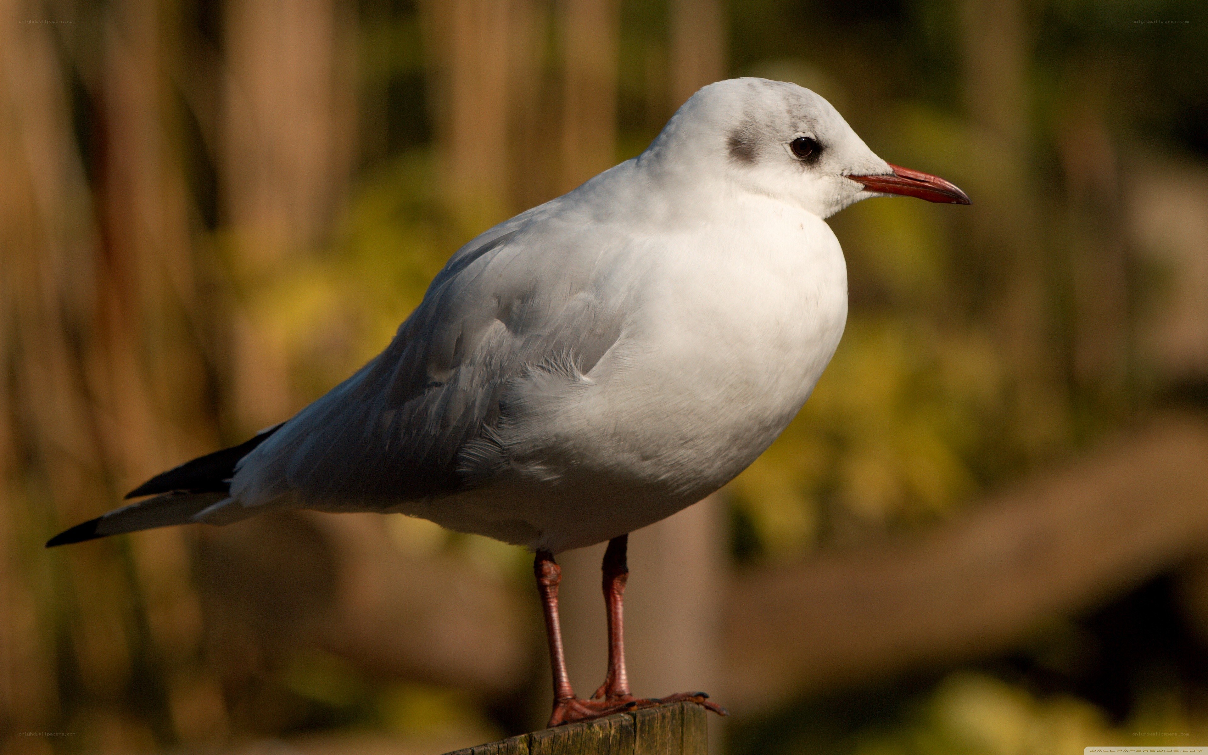 seagull on a wooden post