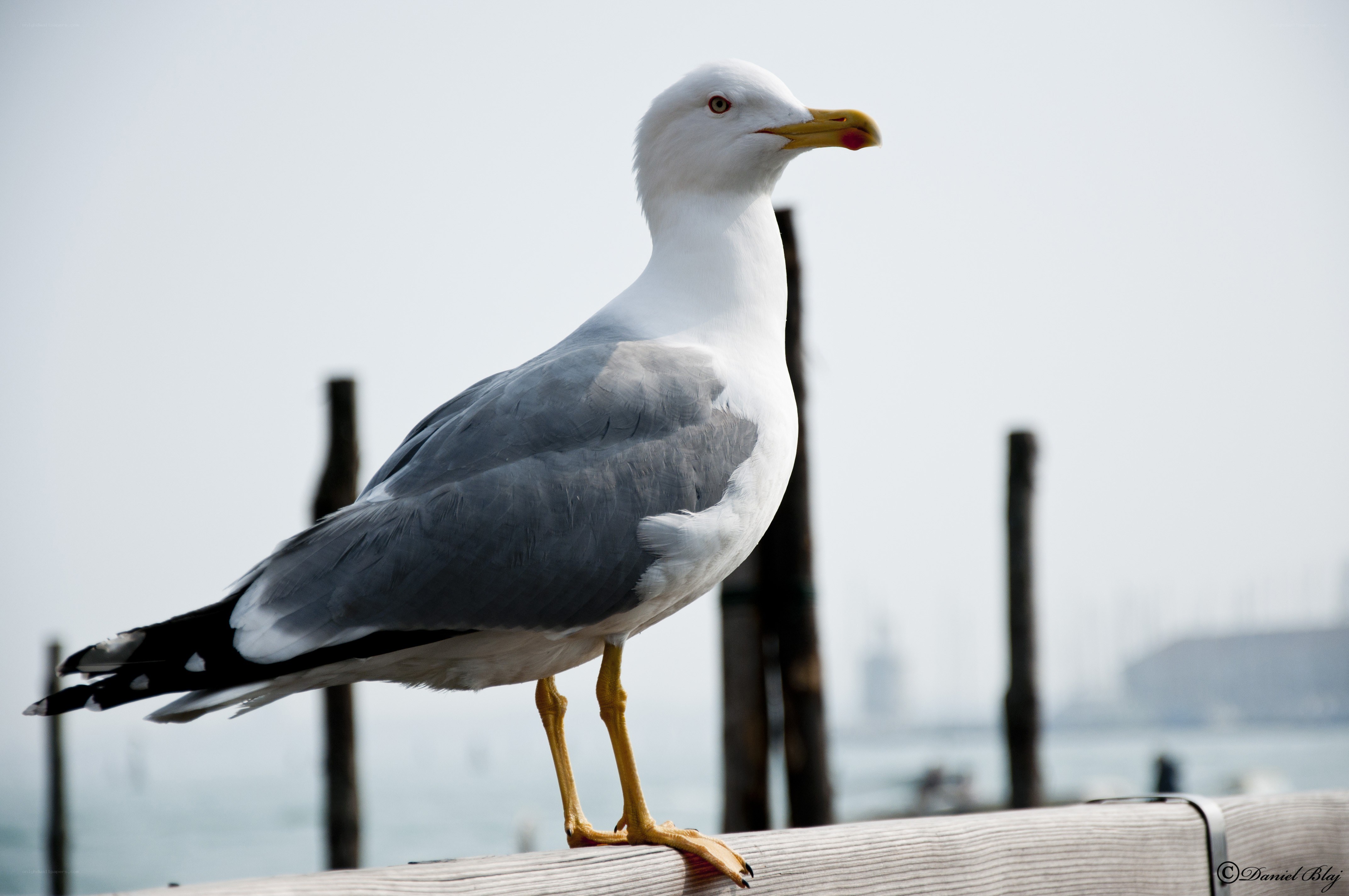 Seagull on a wooden post