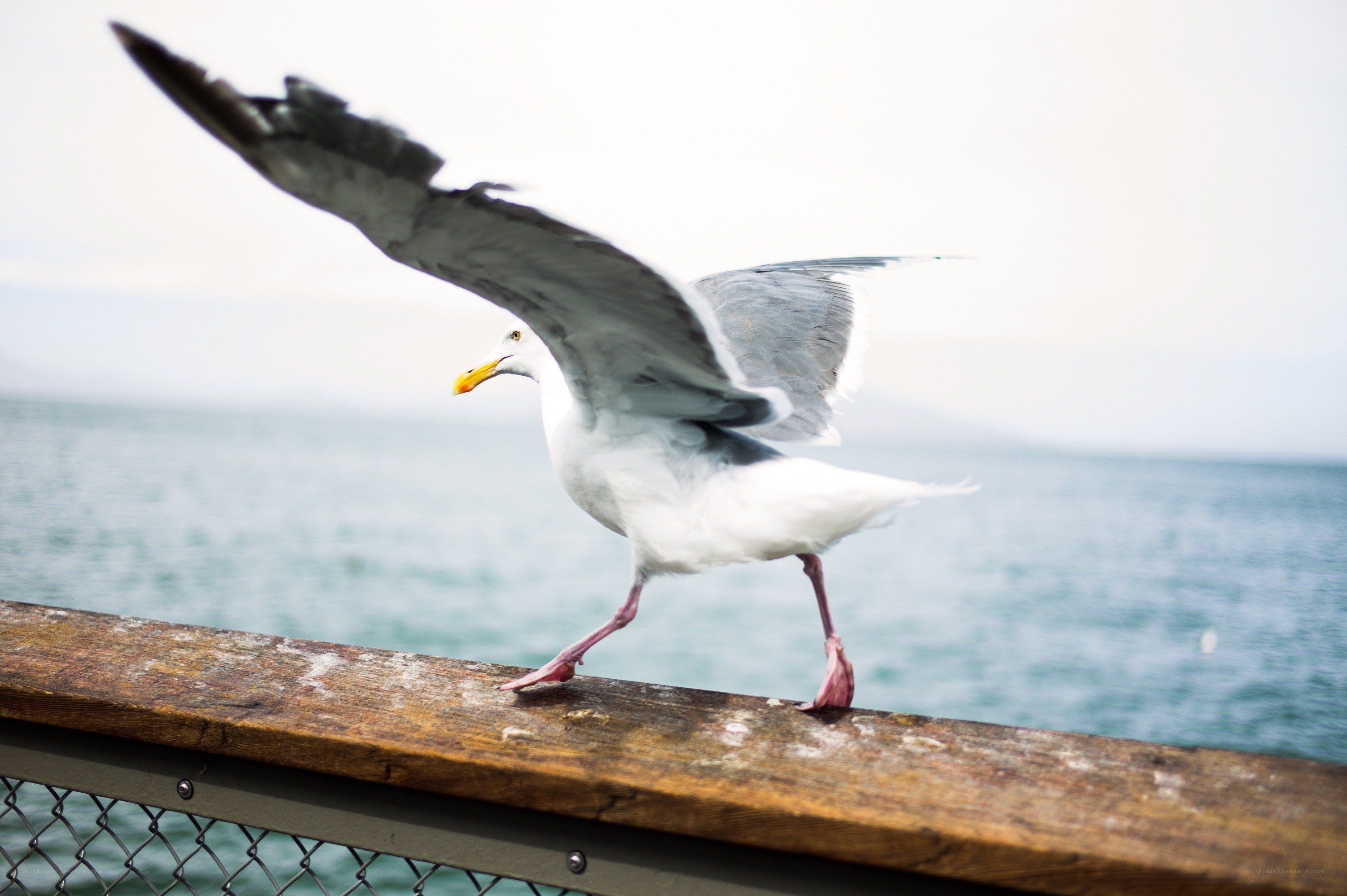 Seagull on a wooden railing