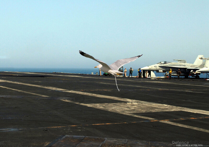 Seagull on aircraft carrier deck