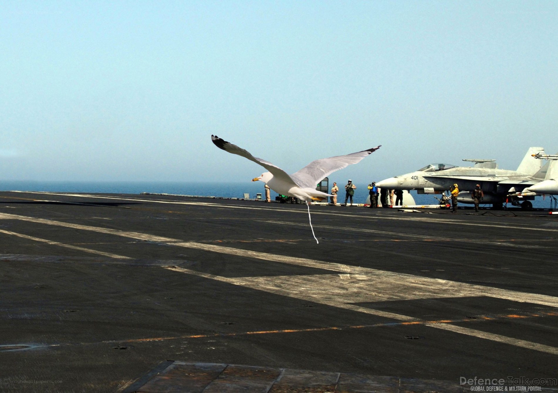 Seagull on aircraft carrier deck