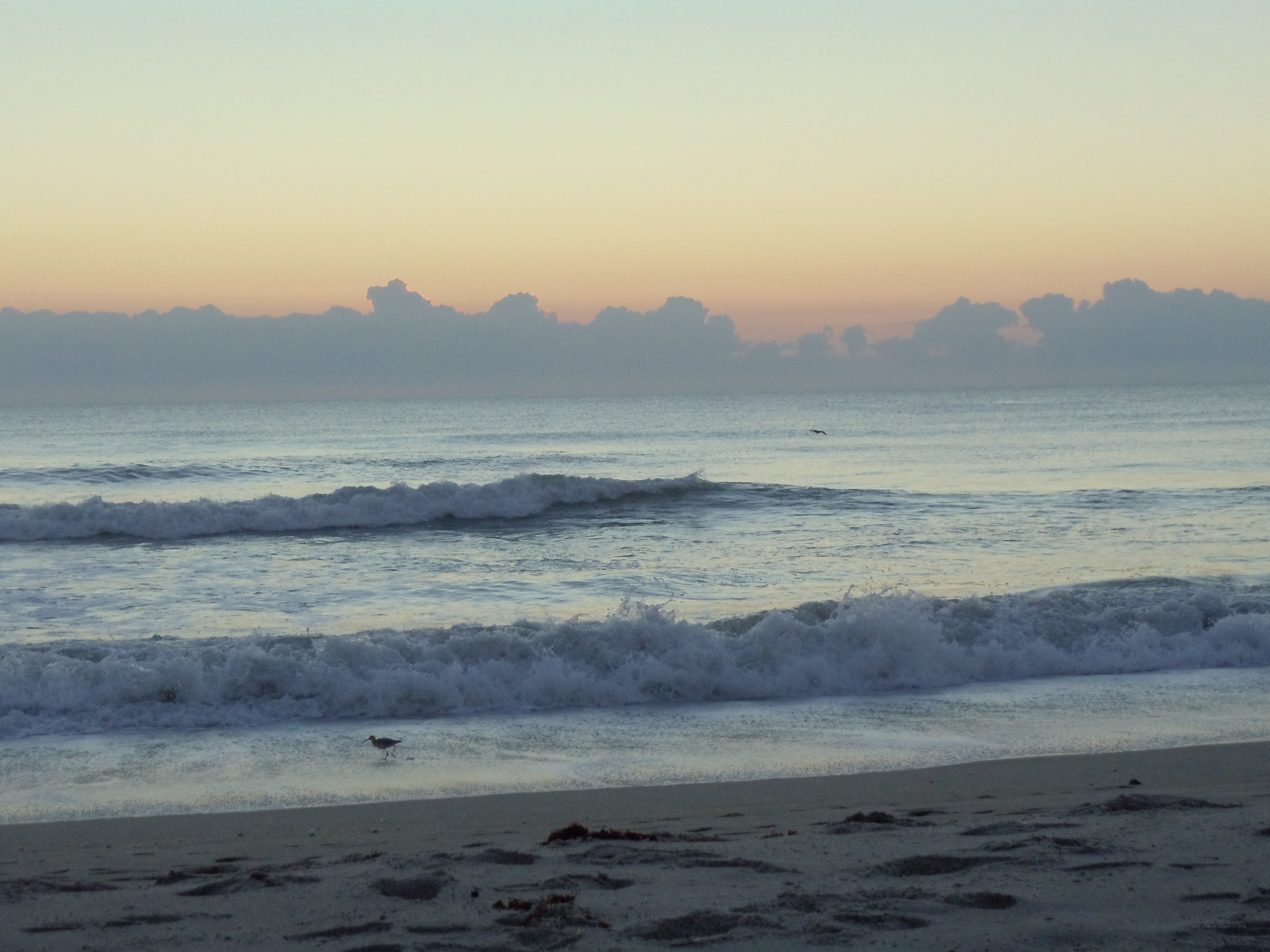 Seagull on beach at dawn