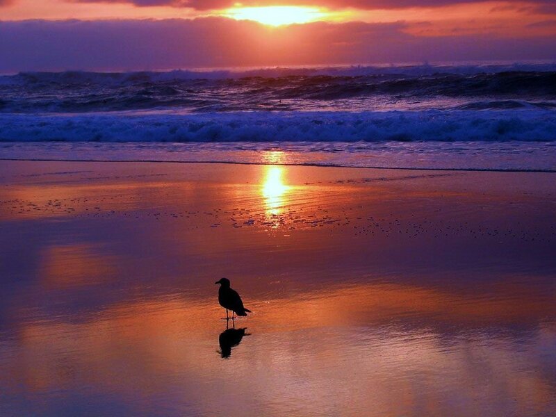 Seagull on beach at sunset
