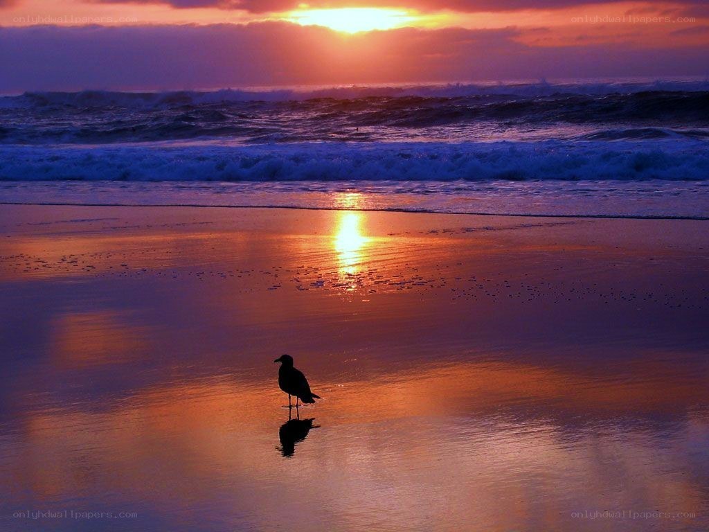 Seagull on beach at sunset