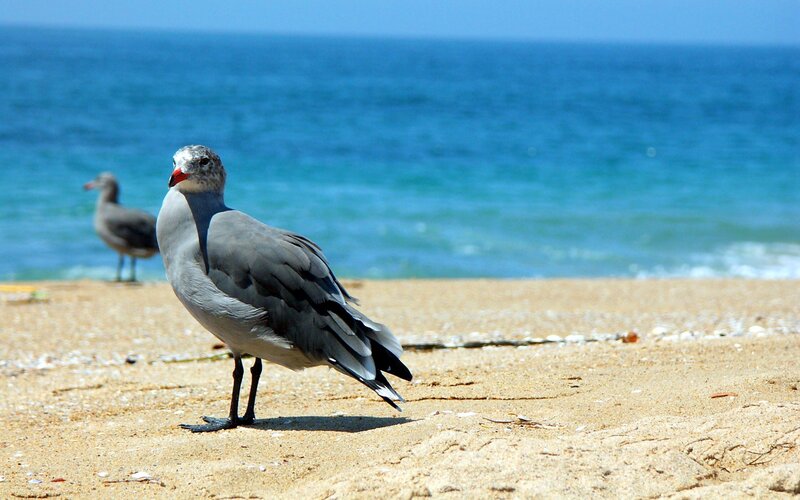 Seagull on Beach — Blue, Calm, Afternoon, Photograph