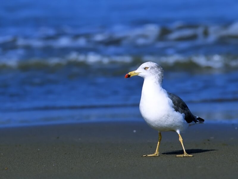 Seagull on Beach — Blue, Calm, Afternoon