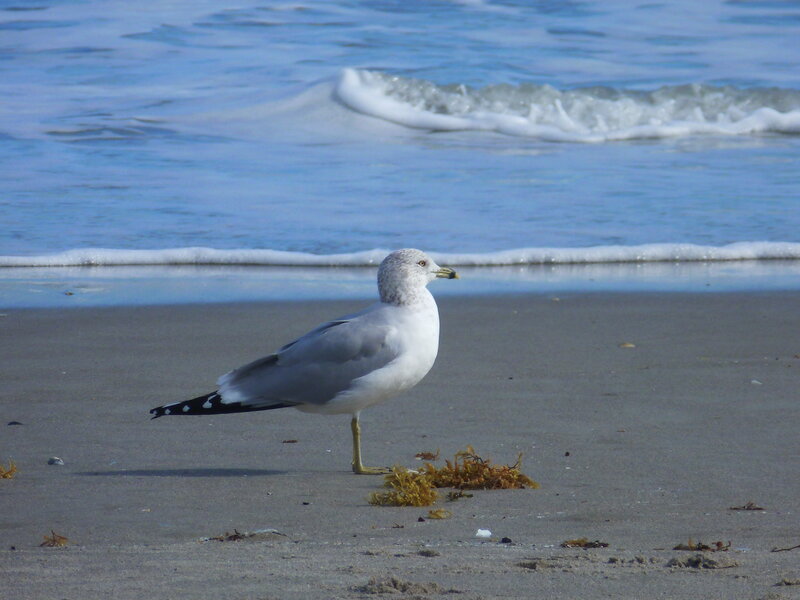 Seagull on Beach — Blue, Calm
