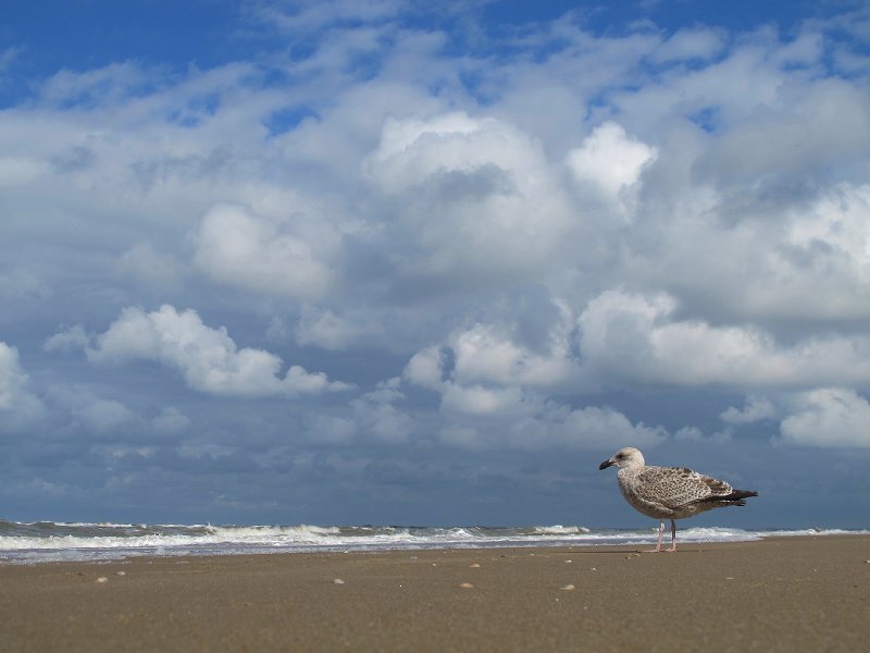 Seagull on Beach — Blue, Serene, Afternoon