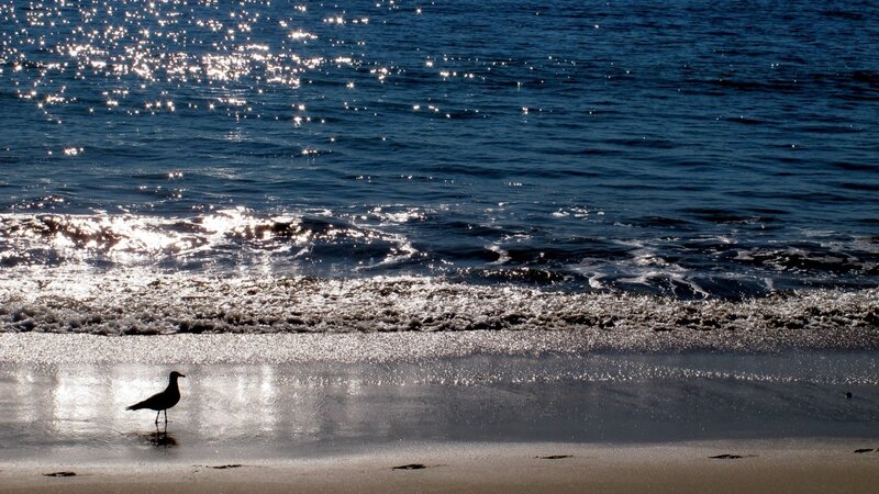 Seagull on Beach — Blue, Serene, Sunset, Photograph