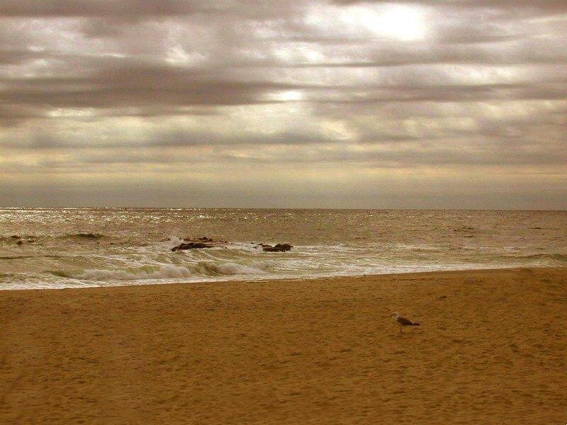 Seagull on Beach — Brown