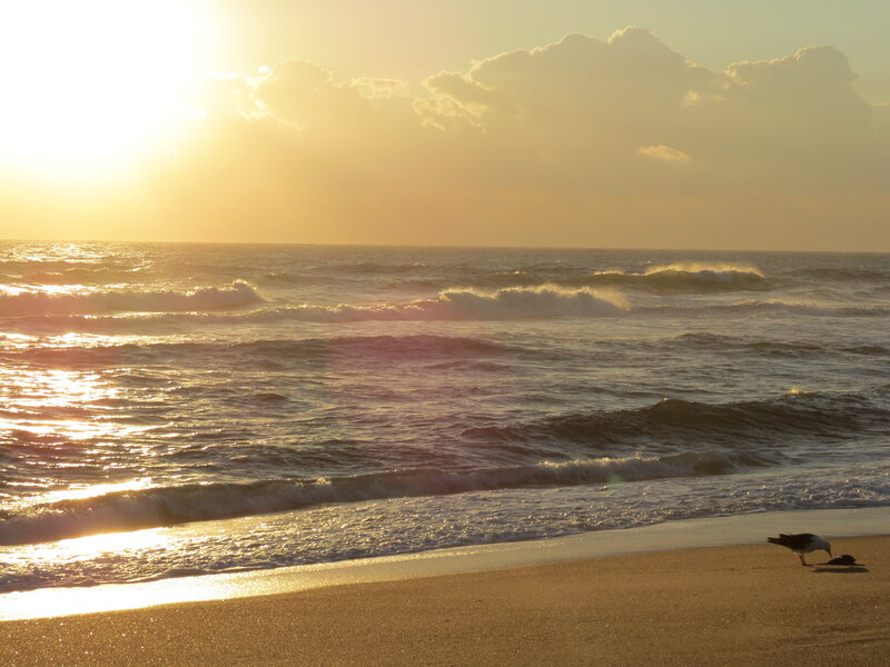 Seagull on Beach — Gold