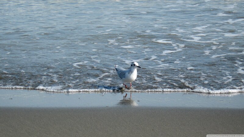 Seagull on Beach — Gray, Calm, Afternoon, Photograph, Ocean