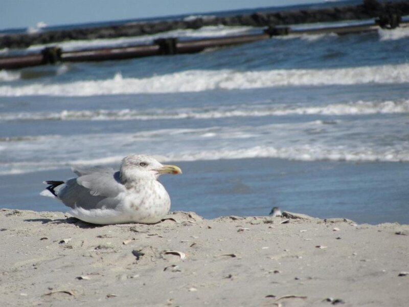 Seagull on Beach — Gray, Calm, Afternoon, Photograph