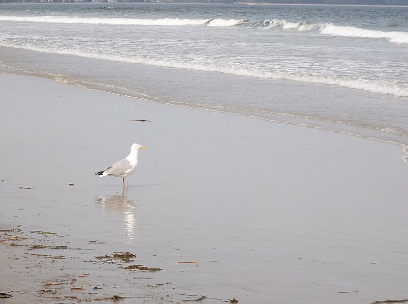 Seagull on Beach — Gray, Calm, Afternoon