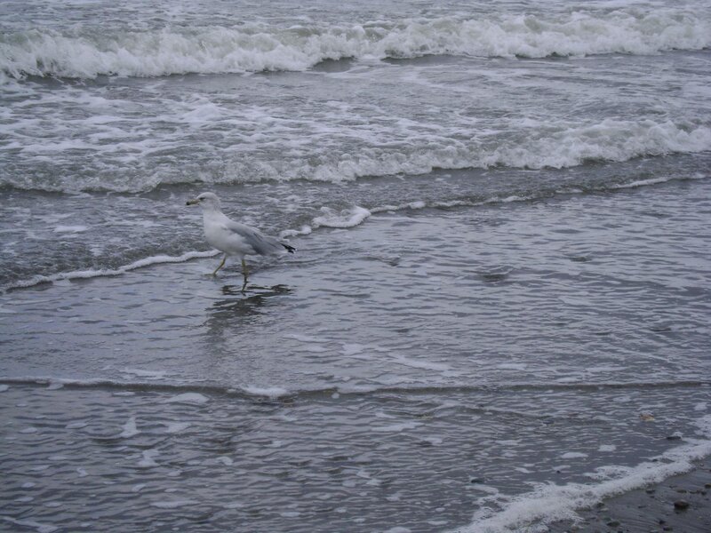 Seagull on Beach — Gray, Calm, Photograph