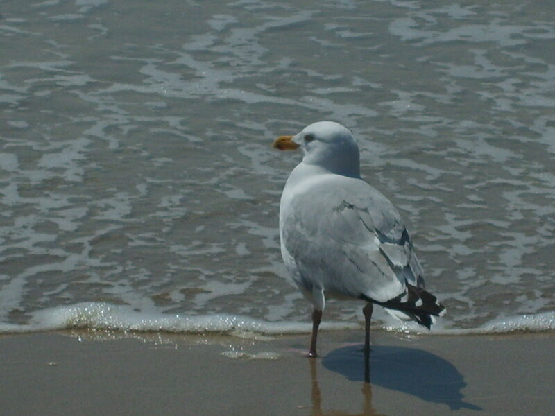 Seagull on Beach — Gray, Calm
