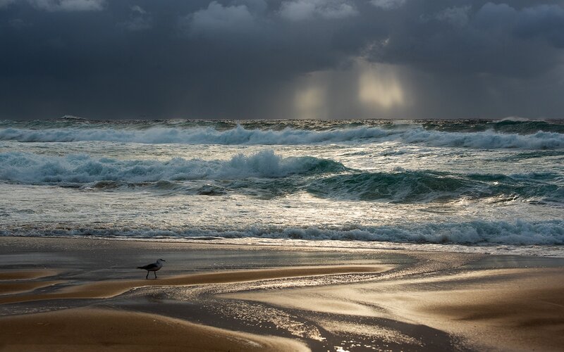 Seagull on Beach — Gray, Dramatic