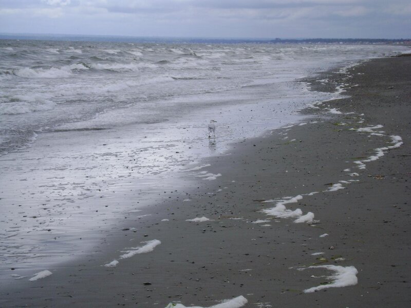 Seagull on Beach — Gray, Overcast