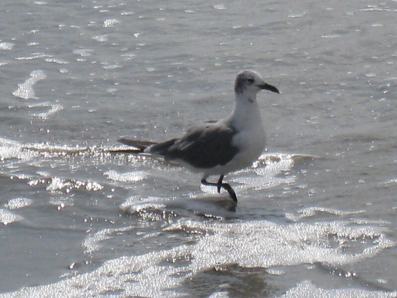Seagull on Beach — Gray