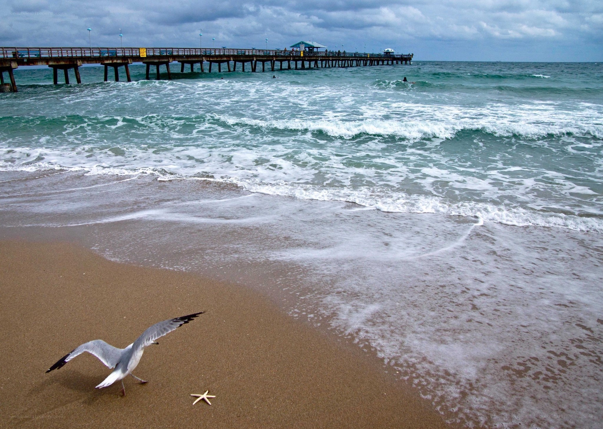 Seagull on beach near pier