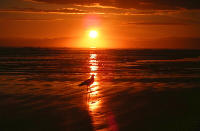 Seagull on Beach — Orange, Dramatic