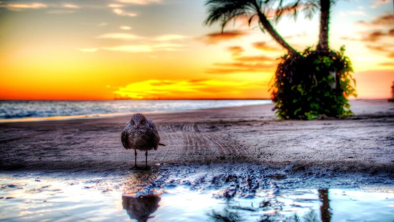 Seagull on Beach — Orange, Serene, Sunset, Photograph, Palm Tree