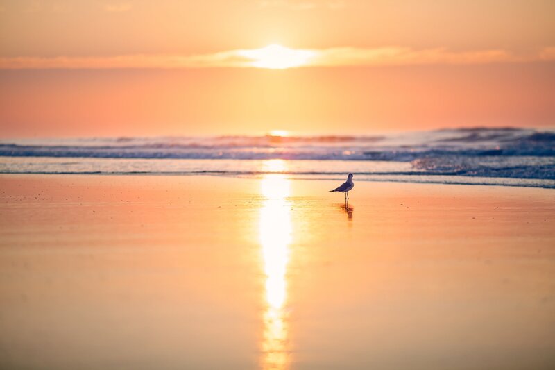 Seagull on Beach — Orange, Serene, Sunset, Photograph, Sun, Ocean