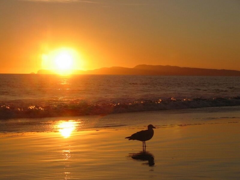 Seagull on Beach — Orange, Serene, Sunset, Photograph, Sun