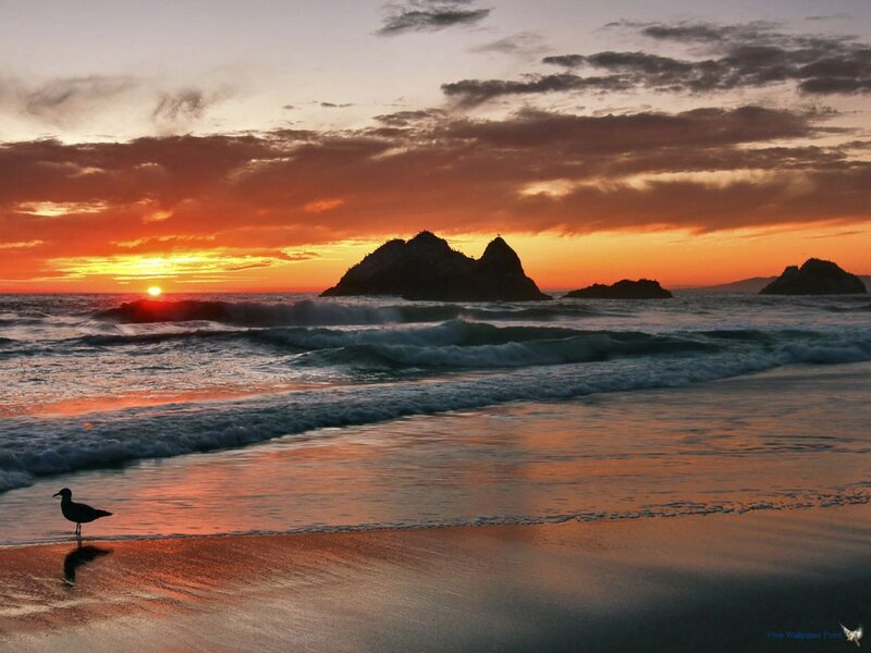 Seagull on Beach — Orange, Serene