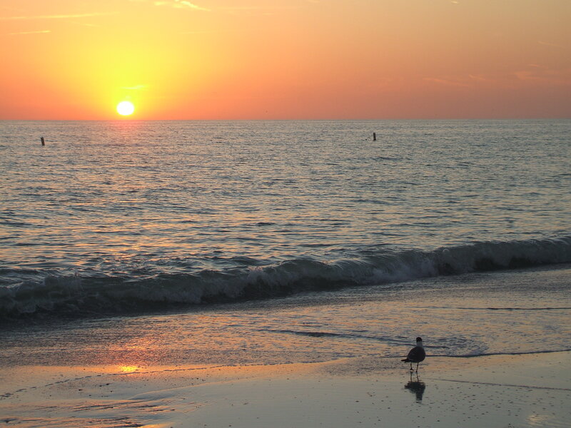 Seagull on Beach — Orange