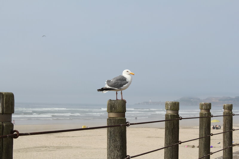 Seagull on beach post