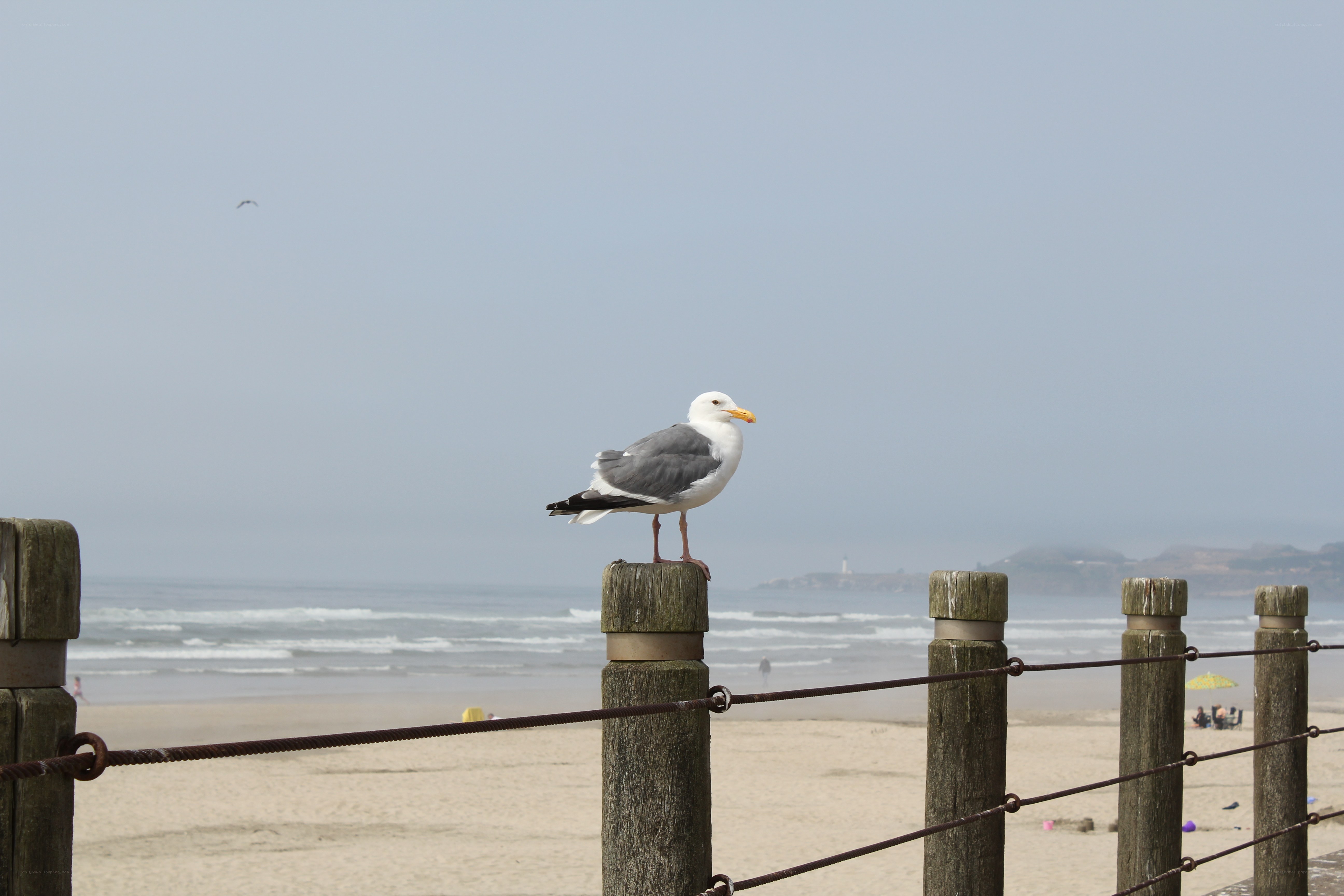 Seagull on beach post