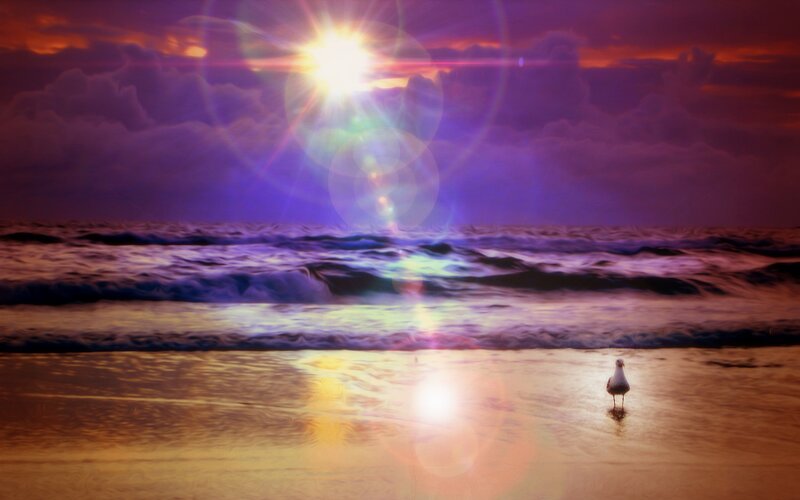 Seagull on Beach — Purple, Dramatic