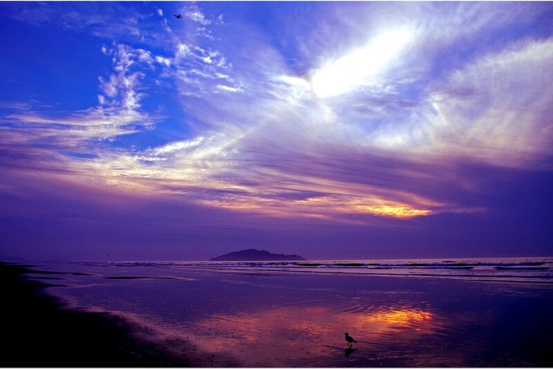 Seagull on Beach — Purple
