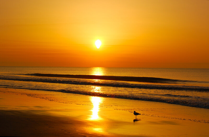 Seagull on Beach