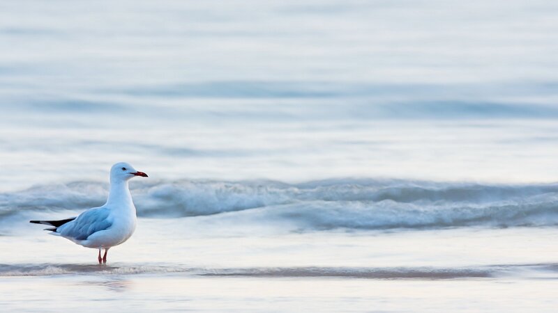 Seagull on Beach — White, Calm