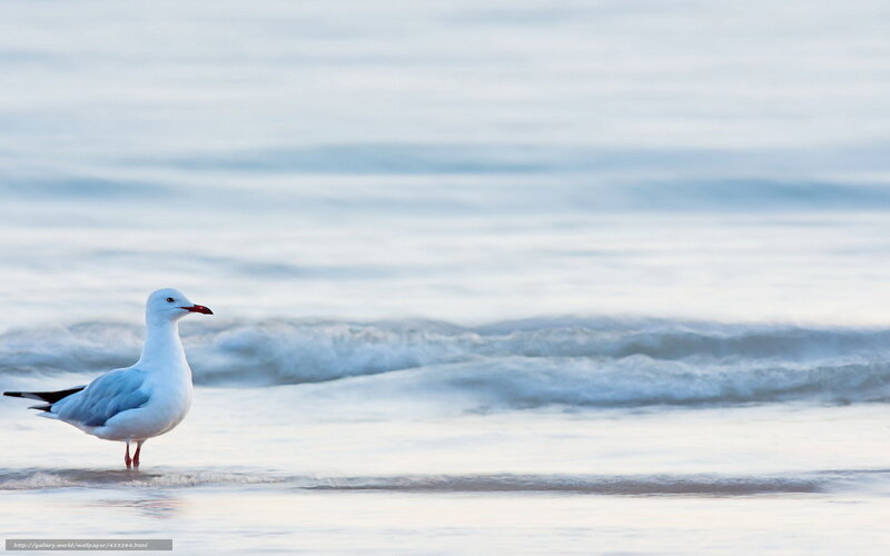Seagull on Beach — White, Serene, Morning