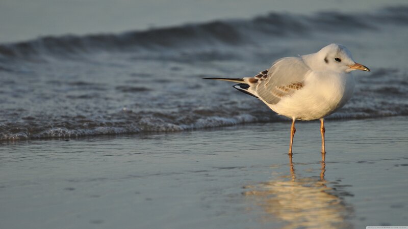 Seagull on Beach — White, Serene