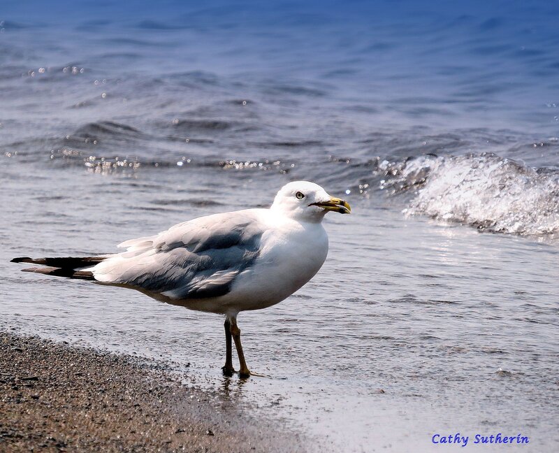 Seagull on Beach — White