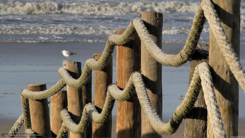 Seagull on beach with rope fence
