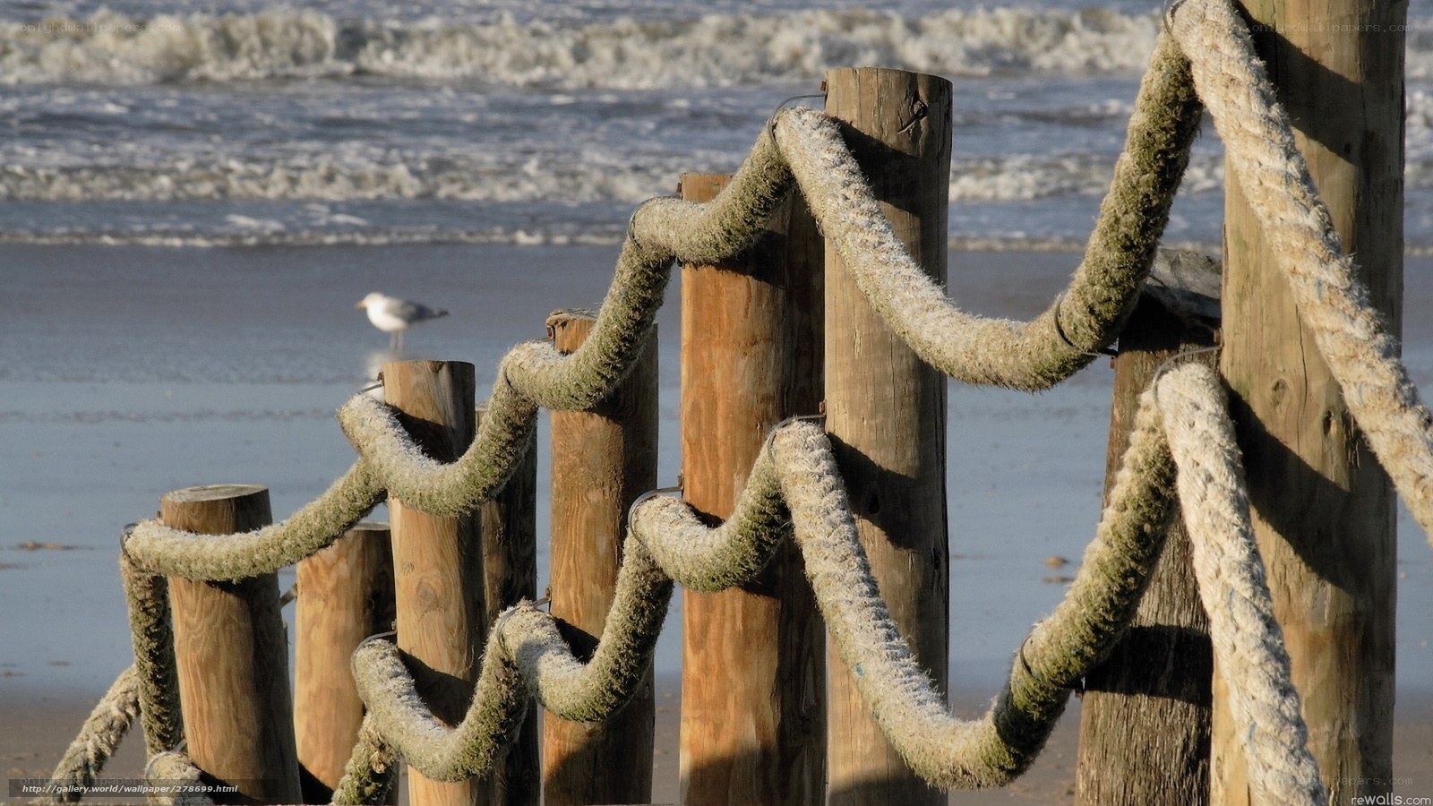 Seagull on beach with rope fence