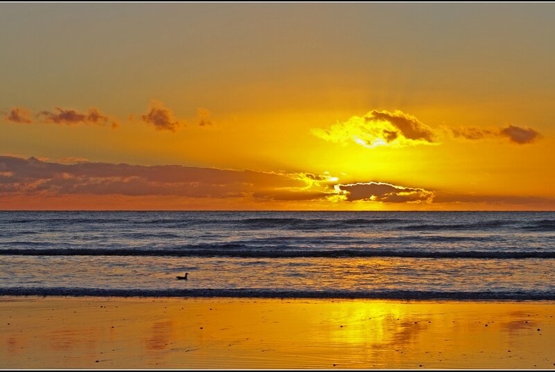 Seagull on Beach — Yellow